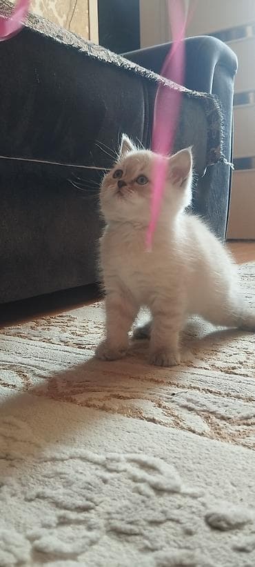 labrador balasi satilir: Erkək, Dişi, Yaxşı əllərə, Ünvandan götürmə, Ödənişli çatdırılma, Rayonlara çatdırılma — 2