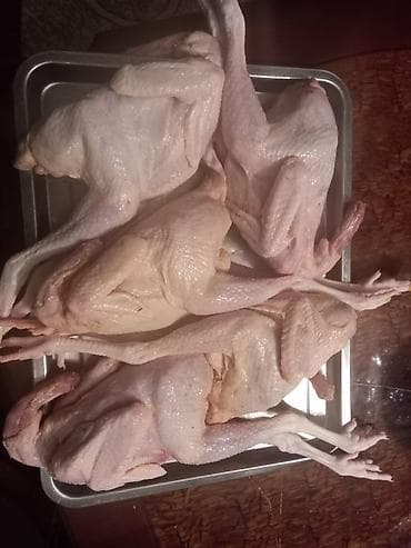 küre: Təsvir: - Tam təmizlənmiş, lələkdən və daxildən ayırılmış bütöv quş — 1