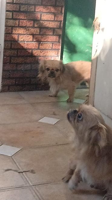 heyvan yuvasi: Pekines, Peyvəndli — 1