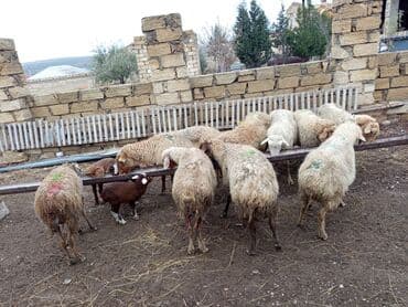 setteri it cinsinin digər adı: 9 qoyun 3 balalı qalanı boğaz sağlam heyvanlardı VATSAP 0503938685 — 1