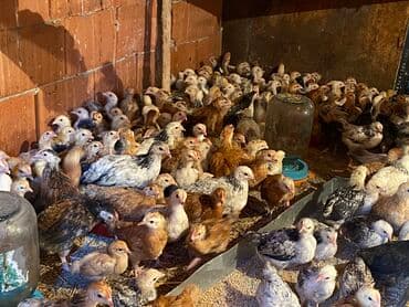 kənd colpası satışı: Satılır durçinka,serbilis,hündüşka — 9