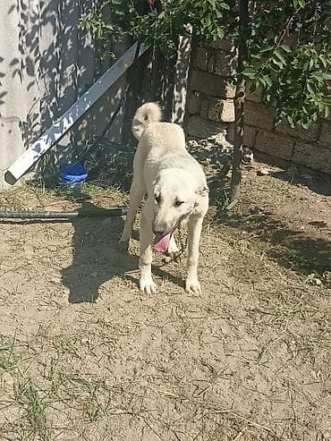 Vokadaf kucuk 8 ayliq dişi 60 santıdı boyu satilir 350 manata