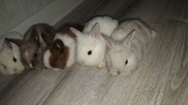 hinduşqa cücəsi: Miniatür dovşan balaları - Növ: dekorativ miniatür (cücə) dovşanlar - — 1