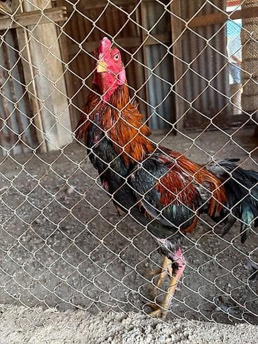 Məhsul: təmiz Qandi deyisiremde Təsvir: - Güclü bədən quruluşu, uzun