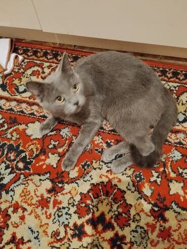 qara pişik adları: Şotland, Dişi, Yaxşı əllərə, Ünvandan götürmə — 2