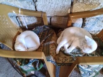 pişik tualet: Erkək, Dişi, Yaxşı əllərə, Ödənişli çatdırılma — 5