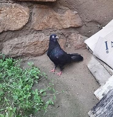 goyərcin: Tutulma erkey 12 tuk — 8