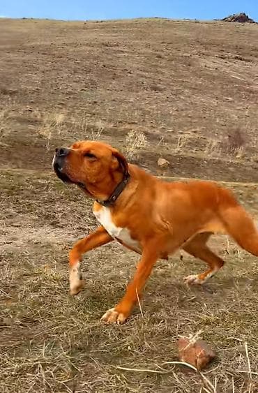 iran quslari: 2 il, Dişi, Peyvəndli, Ödənişli çatdırılma — 5