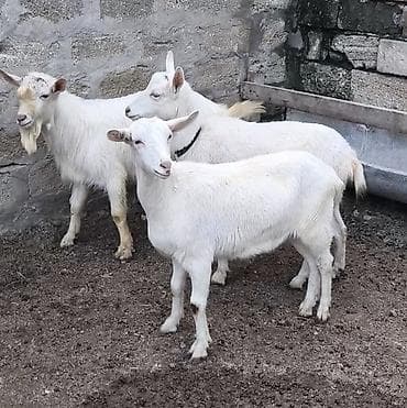 cins qaz: Təmiz orginal Sani keçiləri satıram 1 erkəyi 10 aylığ 2 dənə birinci — 4