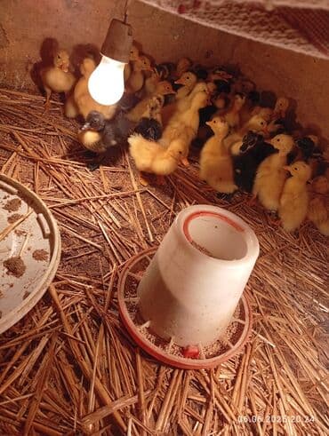 it adları erkek: Ördək balaları – ev şəraitində böyüdülmüş - Cins: qarışıq rəngli sarı — 1