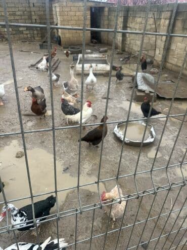 Gəmiricilər: Dişi, | Lal ördək, Damazlıq — 4