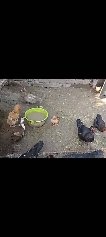 it yemi satilir: Erkək ( 1 lavanda 1 zümrüdü 1 yerli) dişi ( 3 krasnadar 1 yerli) — 4