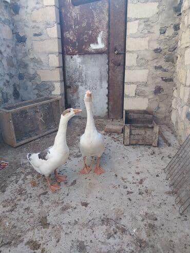 Inəklər, öküzlər: Məhsul: 2 ədəd qaz cütü Xüsusiyyətlər: - Ağ rəngli qazlar, narıncı — 3