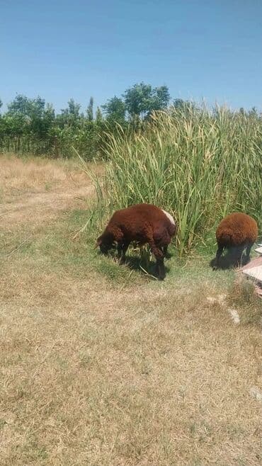 ramanov qoyun: Məhsul: Qoyun sürüsü Təsvir: - Şəkillərdə otlaqda saxlanan yerli — 11