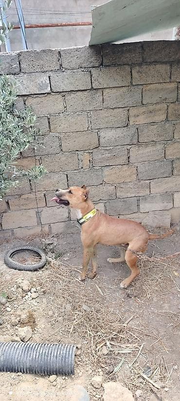 itler pitbull: Salam 11 aylix təmiz pitbuldur admala qəti işi yoxdur bütün vaksinleri — 3