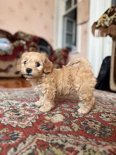 Malta bolonka, 2 ay, Dişi, Peyvəndli, Ünvandan götürmə, Pulsuz çatdırılma
