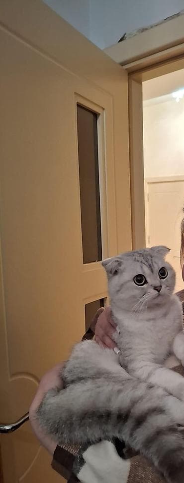 heyvan: Şotland yastı qulaq — 3