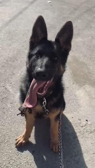 itler balaca: Alman çoban iti, 4 ay, Dişi, Peyvəndli, Ünvandan götürmə — 2