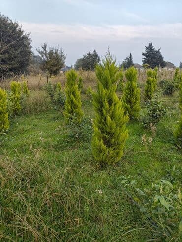 Limon yolka ağacları 1 meterden 2.30 metreye kimi satilrir 300.350