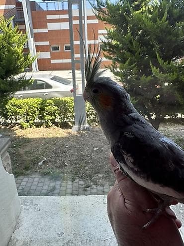 Salam 2 aylıg korella balası satıram ele öyreşib cox aktiv quşdu ünvan — 4