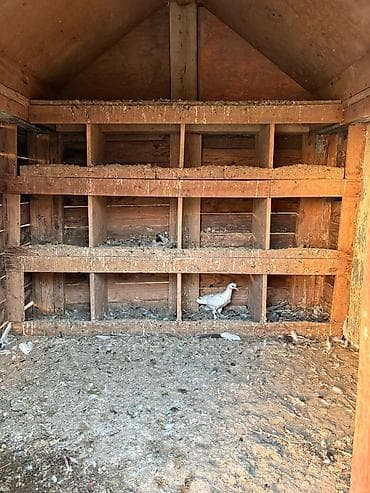 Taxta quşxana/saya satılır - Material: qalın taxta karkas, üzəri