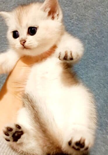 benqal pişiyi satılır: Britan, Erkək, Dişi, Yaxşı əllərə, Ünvandan götürmə — 2