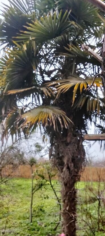 ev gullerinin sekilleri ve adlari: Məhsul: dekorativ xurma palmisi (Trachycarpus tipli, yelpik formalı — 1