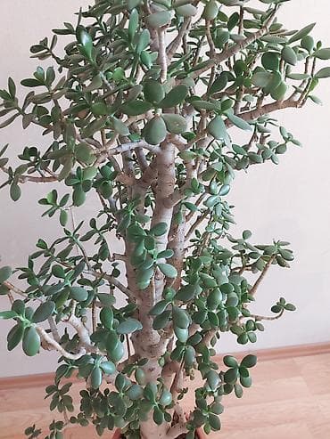 pul agaci: Pul ağacı (Krassula) Möhtəşəm şaquli formaya malik yetişkin Pul ağacı — 2