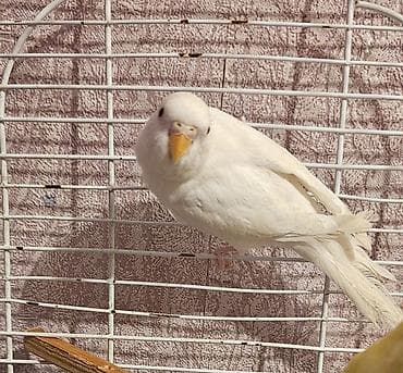 kangal satilik: Albinos dişi bala satılır qiyməti 13 m aşağı yeri yoxdu — 2