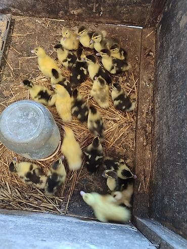 lama: Muscovy ördək balaları (indo-ördək civcivləri) - Cins: Muscovy — 3