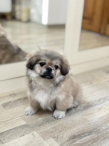 heyvan şəkilləri: Pekines, 3 ay, Erkek, Peyvəndli — 3