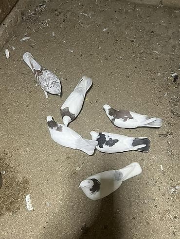 drakon göyərçin: Heyvanlar Satılır İsdeyen Olsa 7/24 Cvb verilir İ — 1