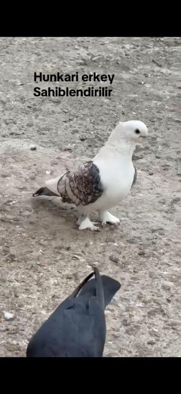 İtlər: Hunkari erkey satilir — 3