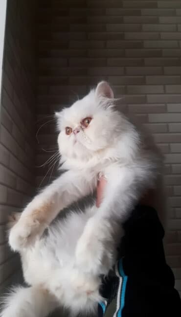 шотландский вислоухий котенок баку: Персидская, Самец — 2