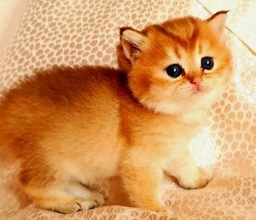 sarı pişik imla: Золотые шиншилы.Динношерстные мальчики.плюшевые — 5