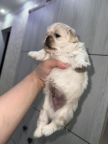 Pekines, 1 ay, Dişi, Ünvandan götürmə