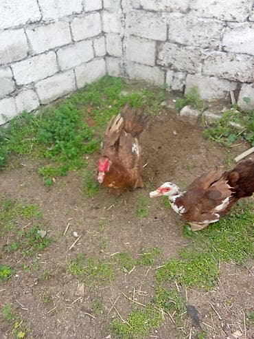 ordək balası: Salam olsun her kese iki qirmiz erkey maya cut 70 manat yerli 15 manat — 2