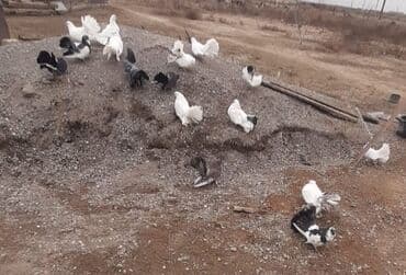 Qüvvətli uçuş və dekorativ görünüşə malik göyərçinlər -