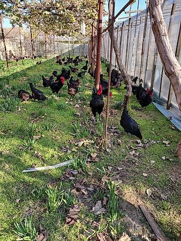 essek sudu satilir: Avstralop toyuqlarının mayalı yumurtası.Qiymət 80 qəpik — 10