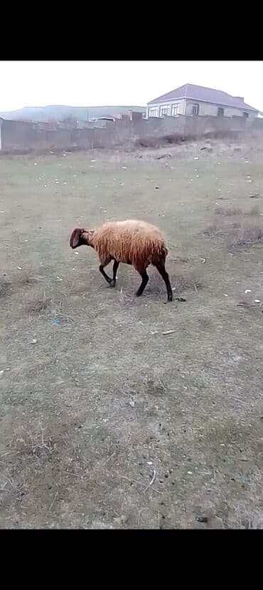 где купить собаку в баку: Dişi Quzu satılır istəyən olsa yazsın video sun atım baxın real — 1