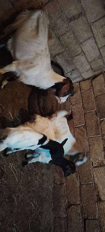 at balası: Ekiz balalı keçi 1 dişi cepiş 1 erkey cepiş kom keciler — 4