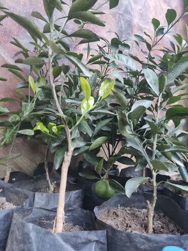 gül toxumları satışı: Agaclar limon🍋 mandalin apersin kinkan fexo diger agaclarda mövcudur — 3