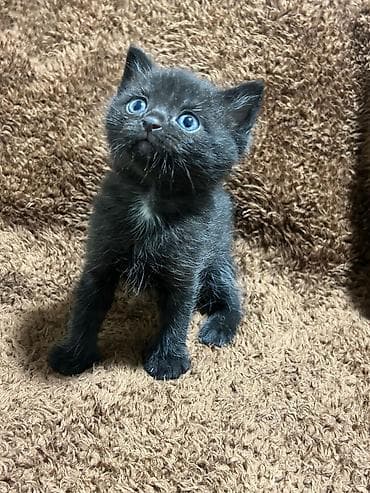 cins pişikler: Şirin balaca pişik balaları - Cins: şəkillərdə müxtəlif uzun tüklü və — 4