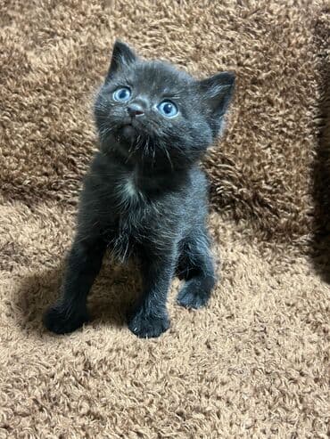 balaca pişik şəkilləri: Erkək, Dişi, Yaxşı əllərə, Ünvandan götürmə, Pulsuz çatdırılma, Ödənişli çatdırılma — 4