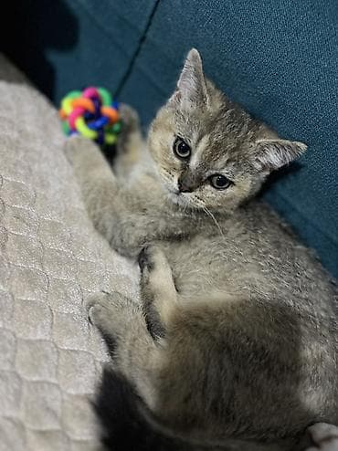 Gəmiricilər: Erkək, Yaxşı əllərə — 3