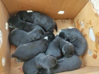 Gəmiricilər: Xaski, Erkek — 3