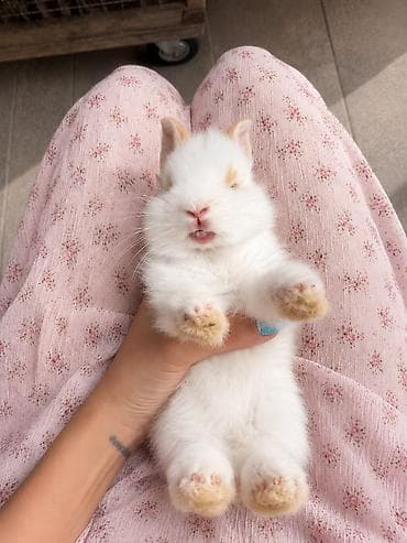 cepis sekilleri: 🐰 Hazırda məndə bu çox şirin dovşanım var 🥹🤍 Çox şirin və özəl — 3