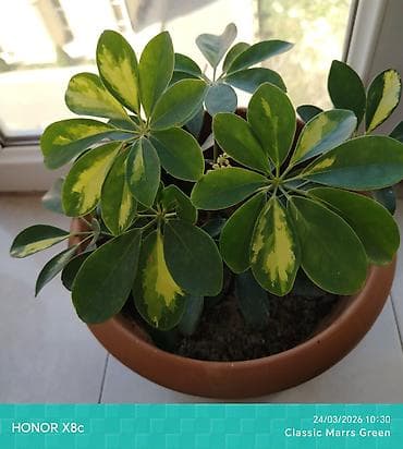 Schefflera arboricola (rəngbərəng “Umbrella Plant”) – dekorativ