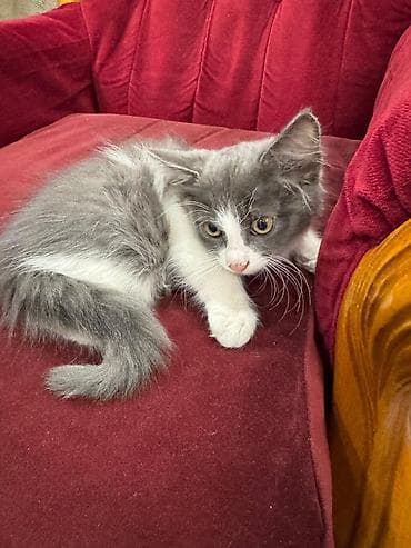 Erkək, Yaxşı əllərə