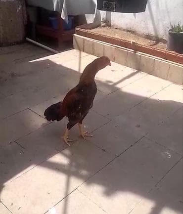 heyreti xoruz: Salam yapon cinsi olan heyratı becə satıram 9 aylıqdır hündür ağır — 2